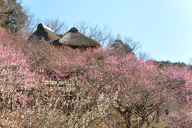 筑波山梅林