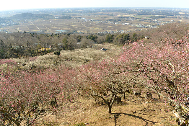 筑波山梅林