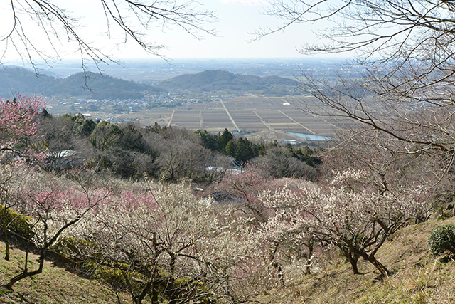 筑波山梅林