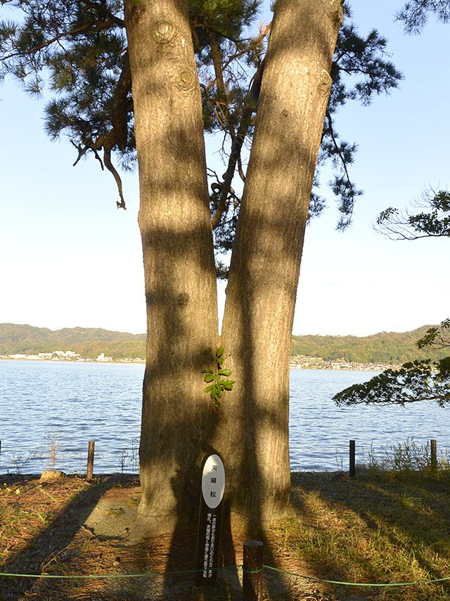 天橋立・夫婦松