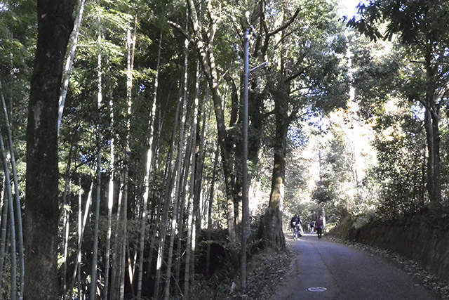 眞名井神社・参道