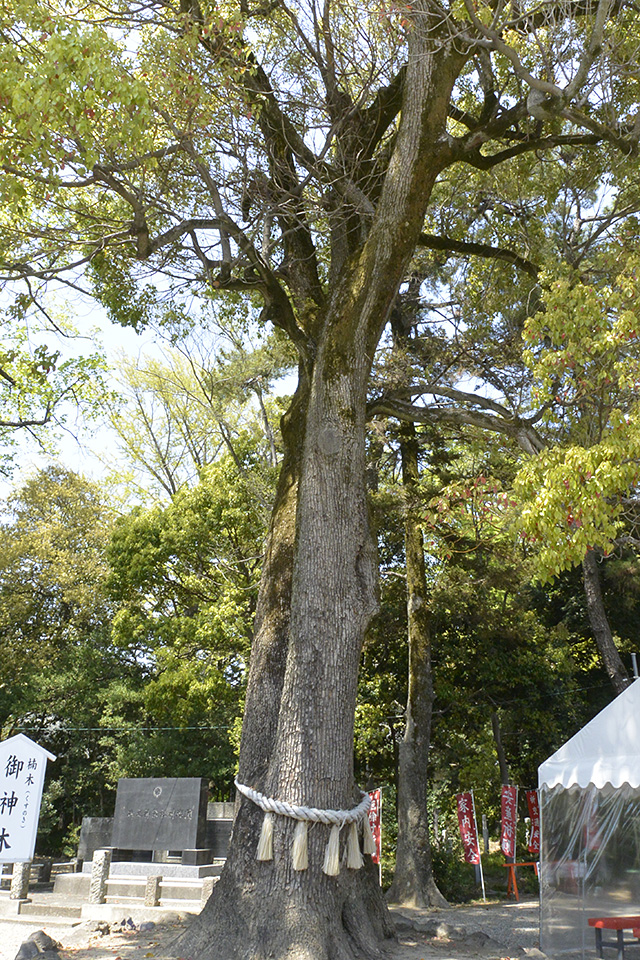 玉村八幡宮・ご神木