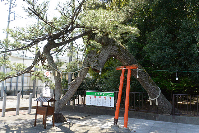 玉村八幡宮・V字松