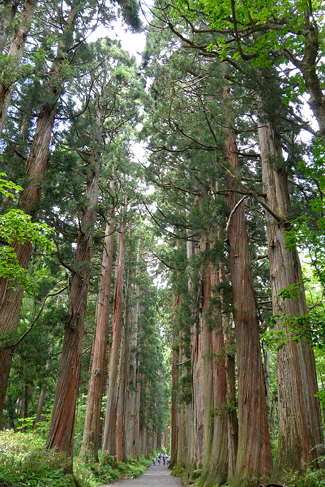 戸隠神社・奥社の杉並木