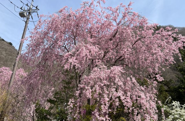 お花見に関する記事一覧 国内の観光名所 観光地 スポット情報 四季の旅シキタビブログ
