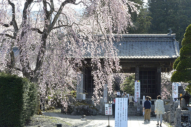 光前寺・仁王門とシダレ桜