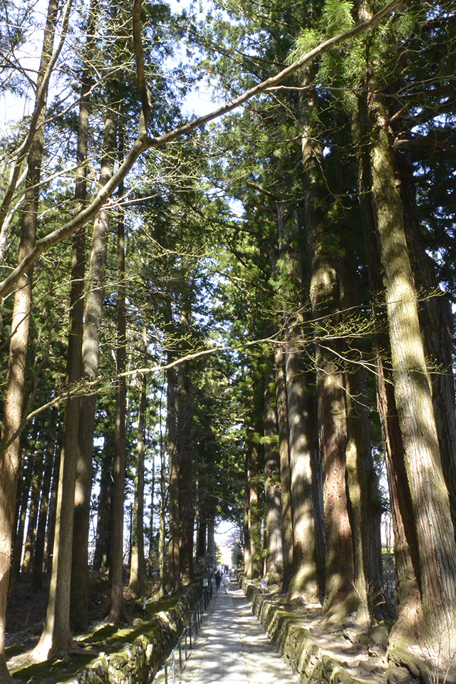 順光の杉並木参道