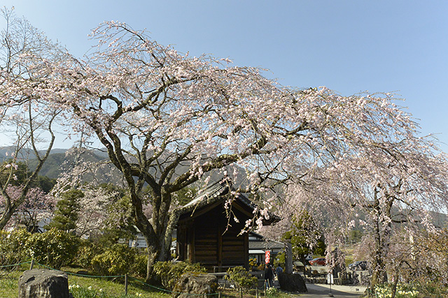 仁王門とシダレ桜