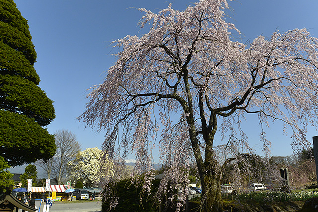 仁王門の前のシダレ桜