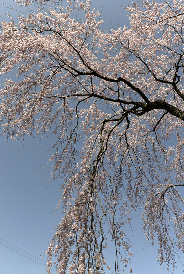 光前寺のシダレ桜