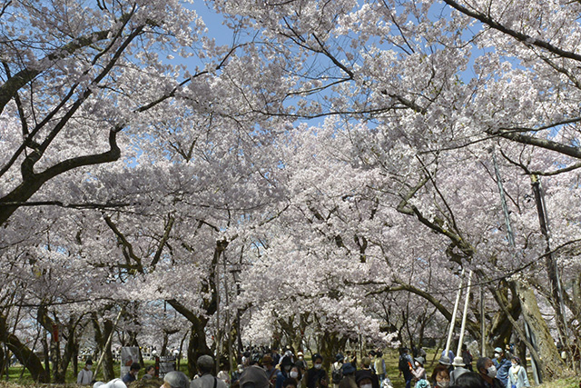 高遠城址公園