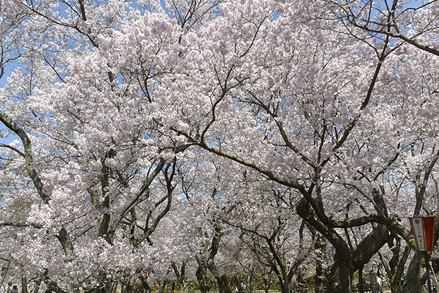 高遠城址公園