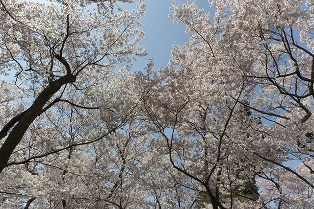 高遠城址公園