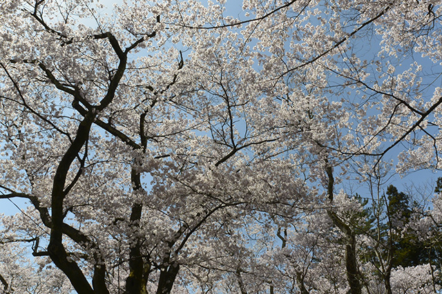 高遠城址公園