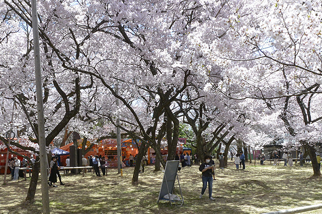 高遠城址公園