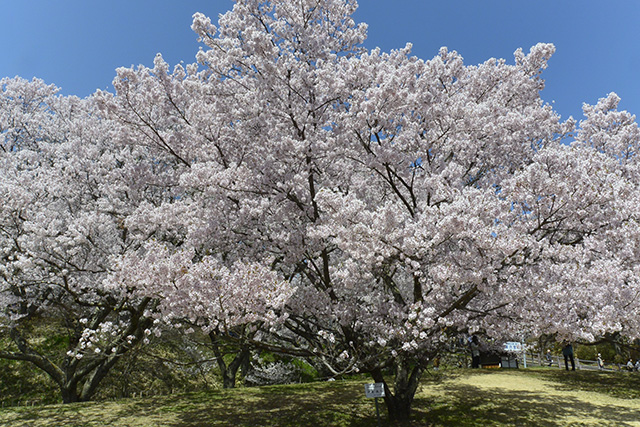 信州高遠美術館前の桜