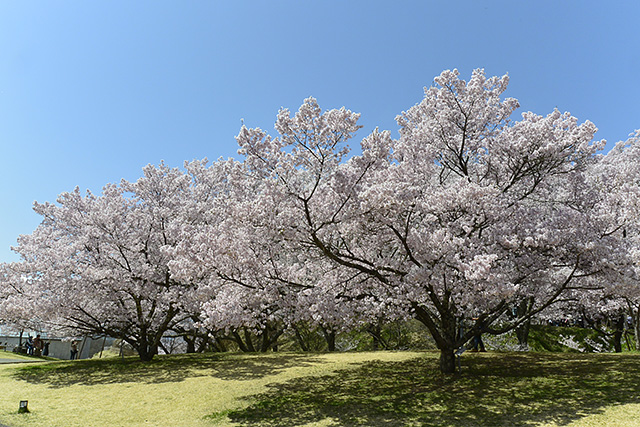 信州高遠美術館前の桜