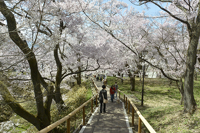 高遠城址公園