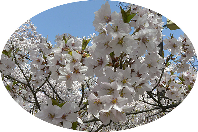 高遠コヒガン桜