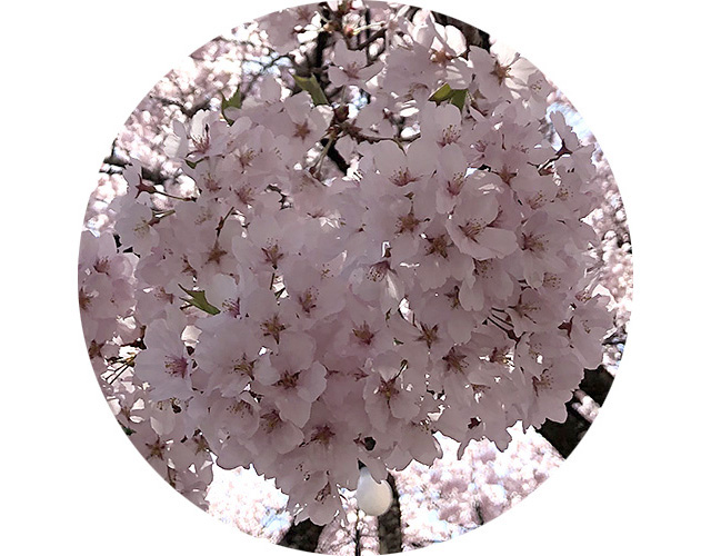 高遠コヒガン桜