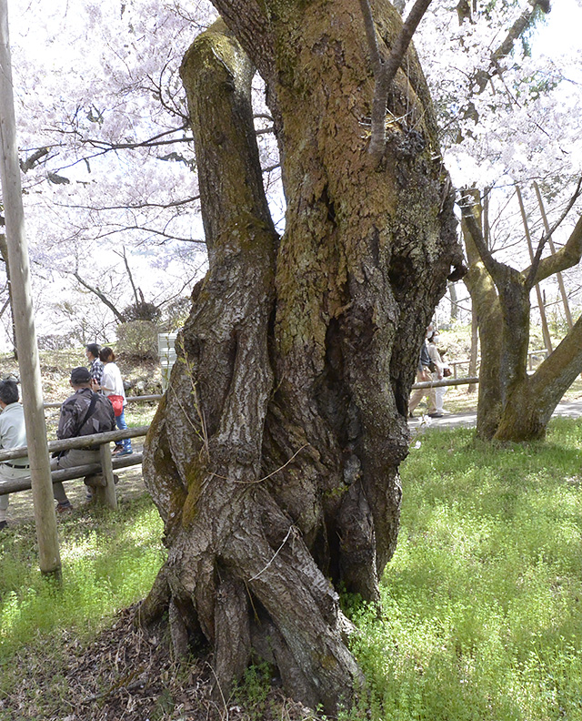 高遠コヒガン桜の若返りの成果