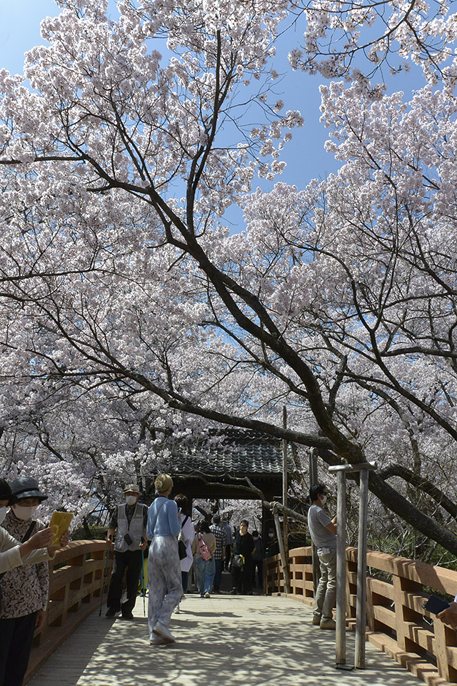 桜雲橋