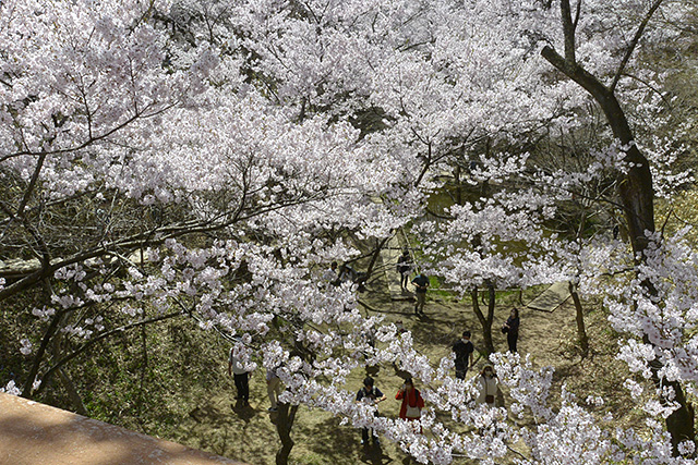 桜雲橋からの眺め