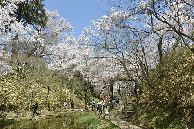 高遠城址公園