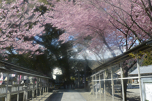 尾鷲神社の桜