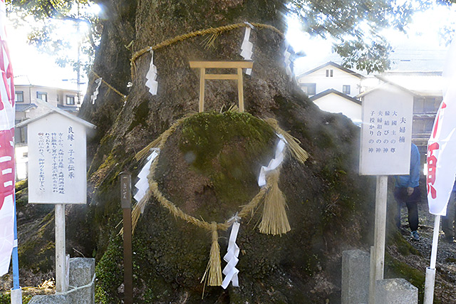 尾鷲神社の夫婦楠