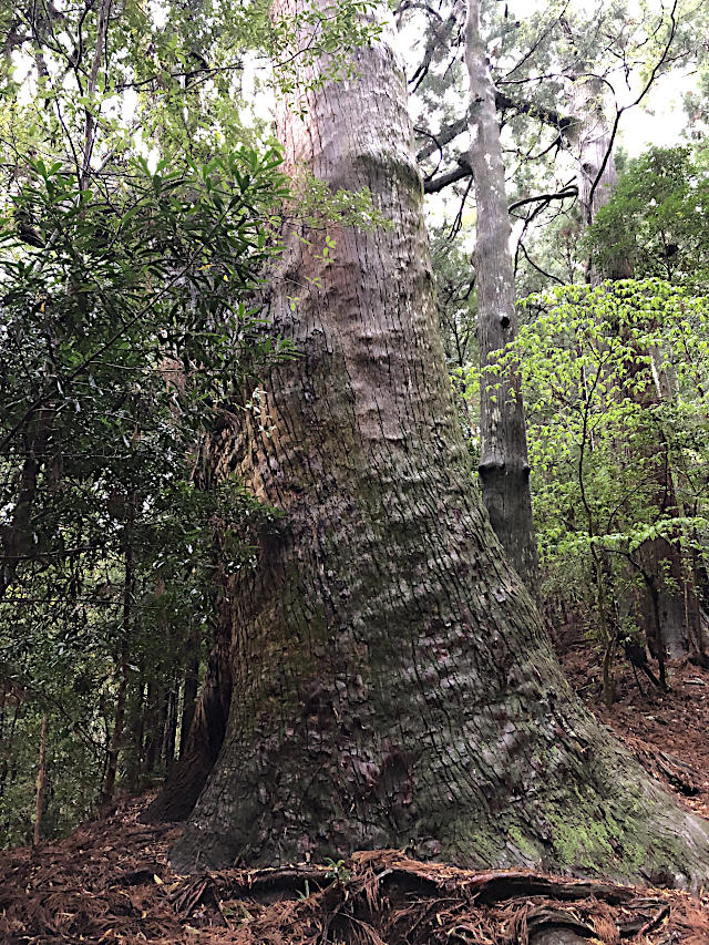 熊野古道大門坂