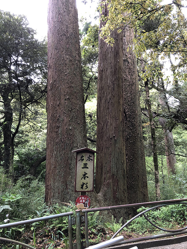 笠森観音・三本杉