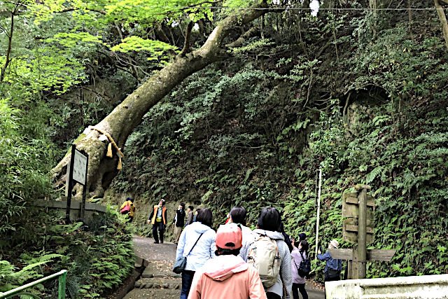 笠森観音・子授楠