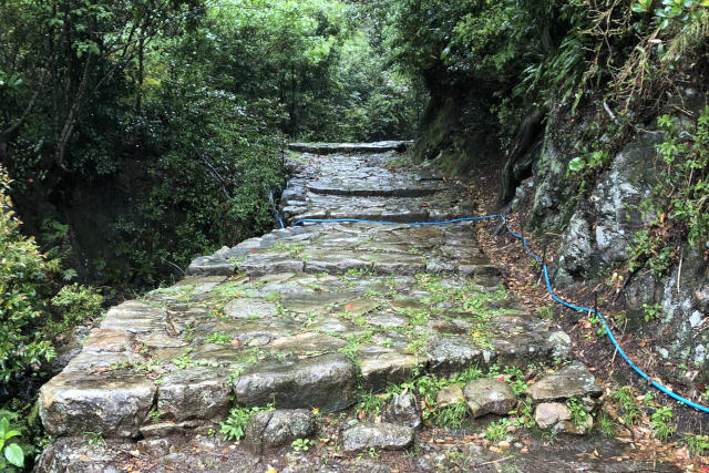 熊野古道高野坂