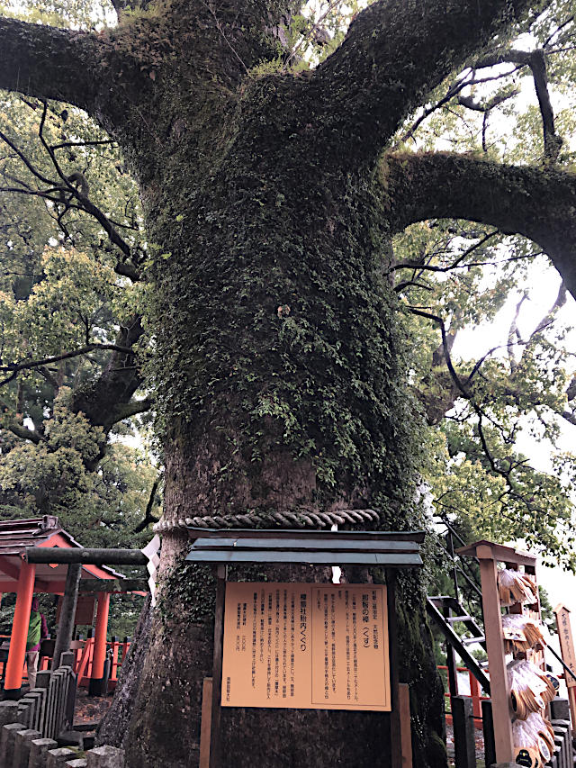 那智大社・大樟（おおくす）