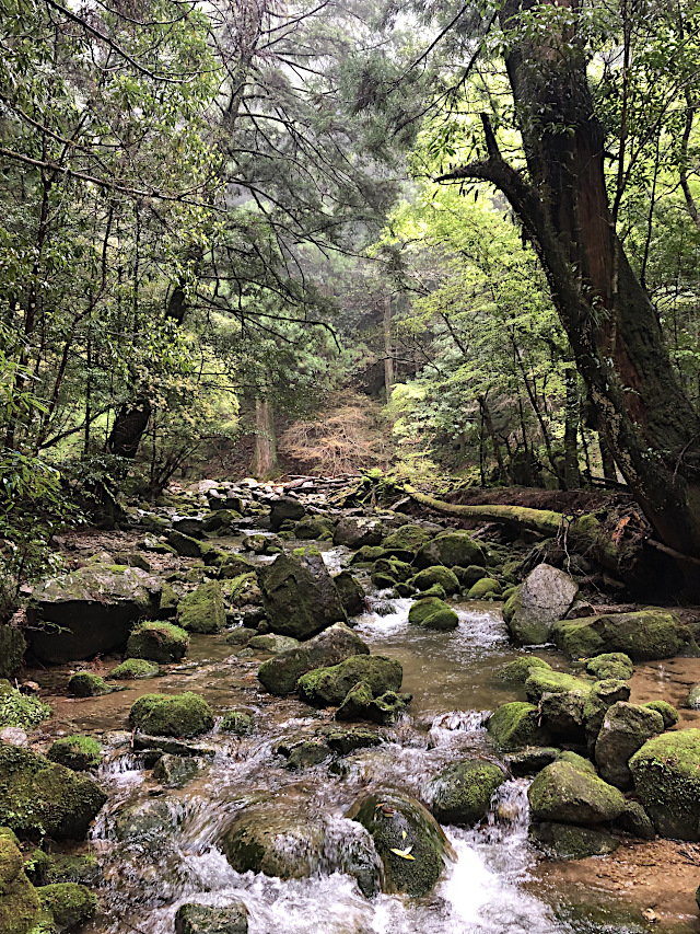 那智の滝・神秘ウォーク