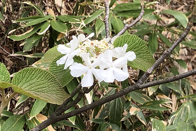 尾瀬の花