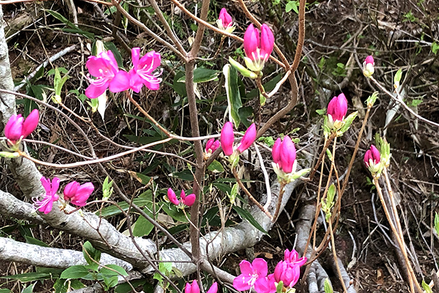 尾瀬の花