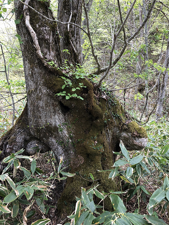 鳩待峠のご神木