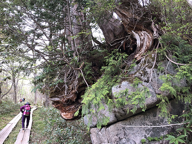 鳩待峠の磐座