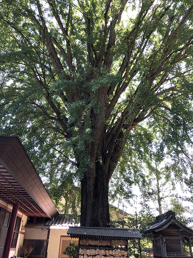 ご神木の大銀杏