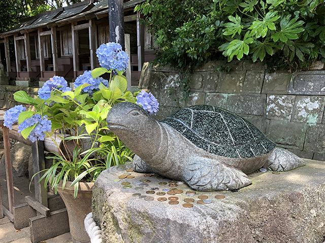 幸運の亀（ウミガメ）