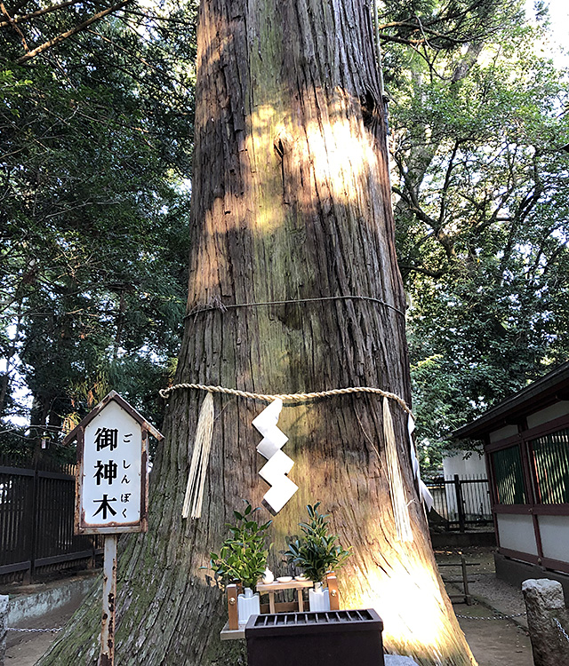 一言主神社のご神木