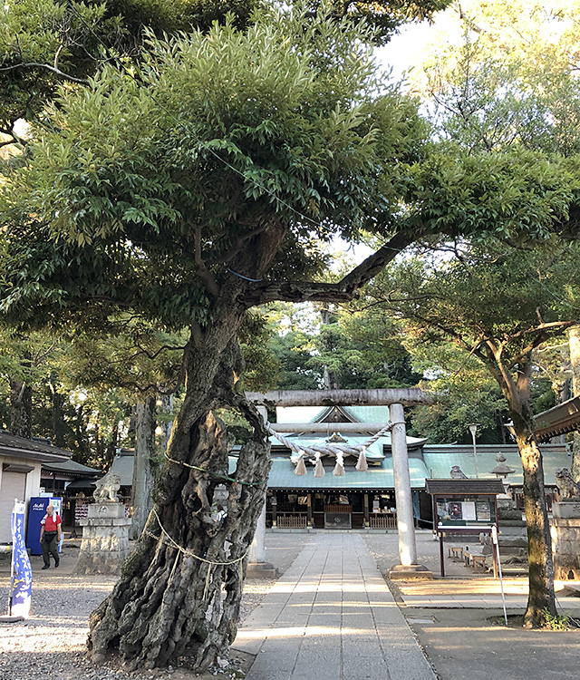 一言主神社の参道のスタジイの木