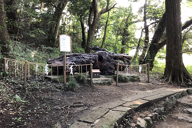 泉神社の泉龍木