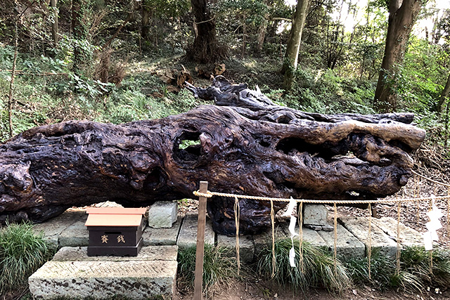 泉神社の泉龍木