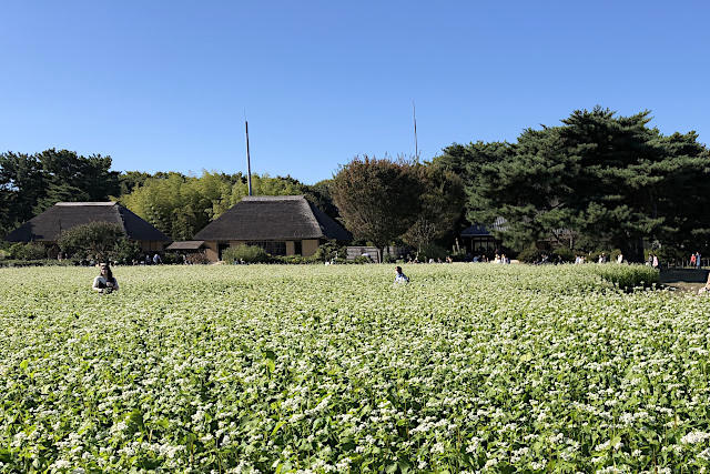 そば畑と古民家（主屋と里の家）