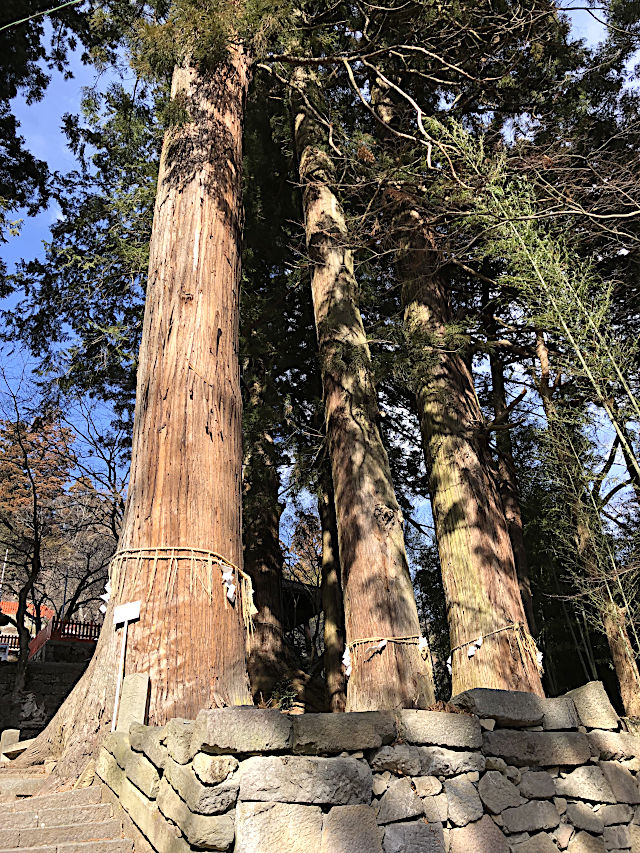 金櫻神社の杉の巨木