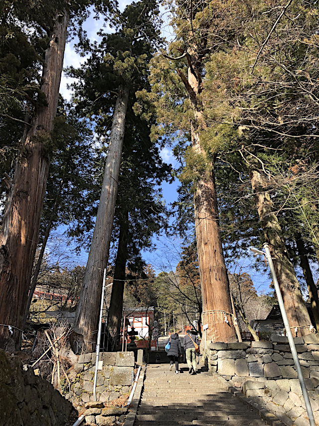 金櫻神社の杉の巨木