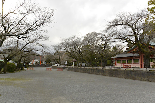 富士山本宮浅間大社のソメイヨシノ